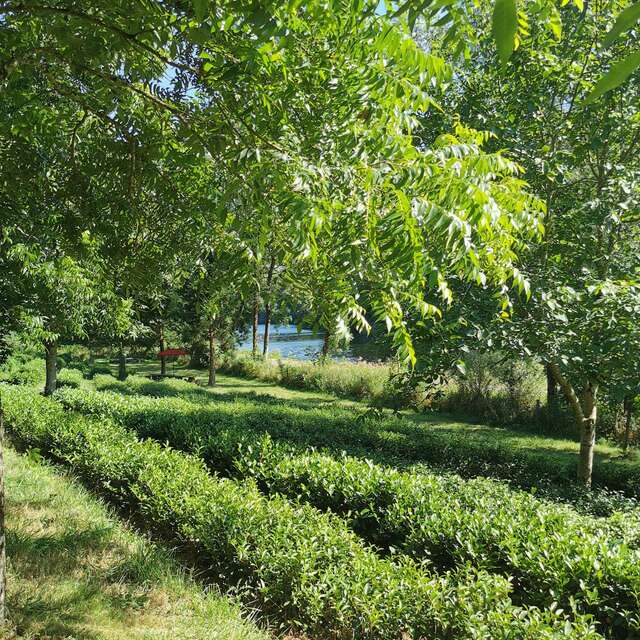 Jardin de thé - Filleule des Fées