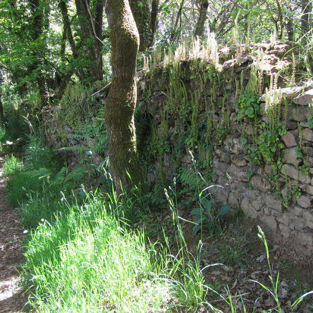 Marzan: Circuit 17 du Site VTT-FFC La Roche-Bernard (OFFICIEL)