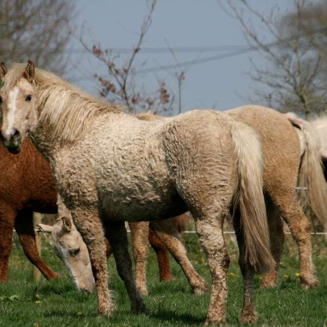 Jak Curly - haras et écurie de propriétaires