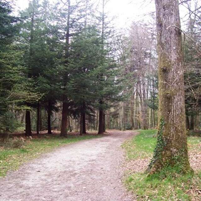 Bois de Pont Sal