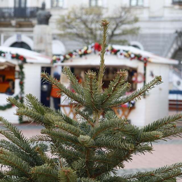 Magie de Noël à Lorient