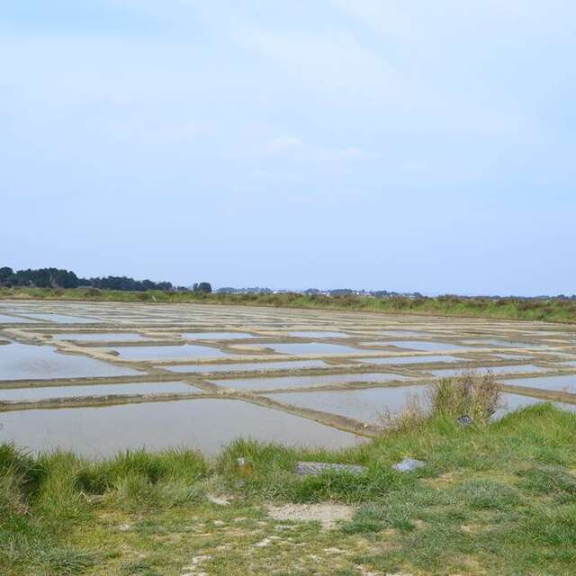 Marais de Lasné