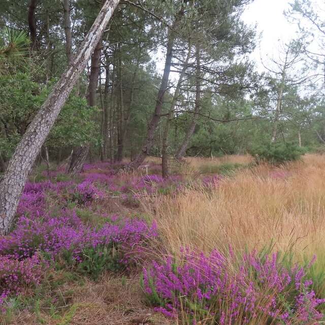 Journées Européennes du Patrimoine : « Les landes au fil du temps »