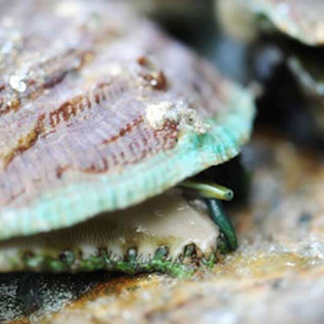 Groix Haliotis