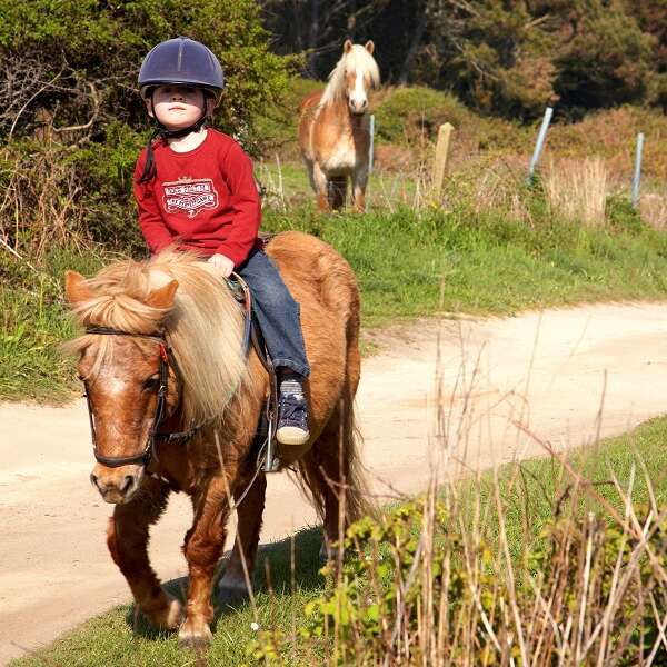 Poney club des Tifilous