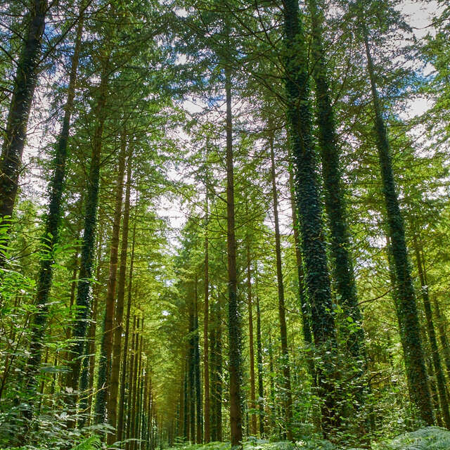Forêt Domaniale de Pont Calleck