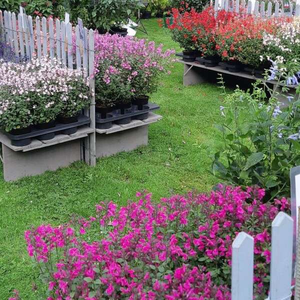 Plantes en Fête