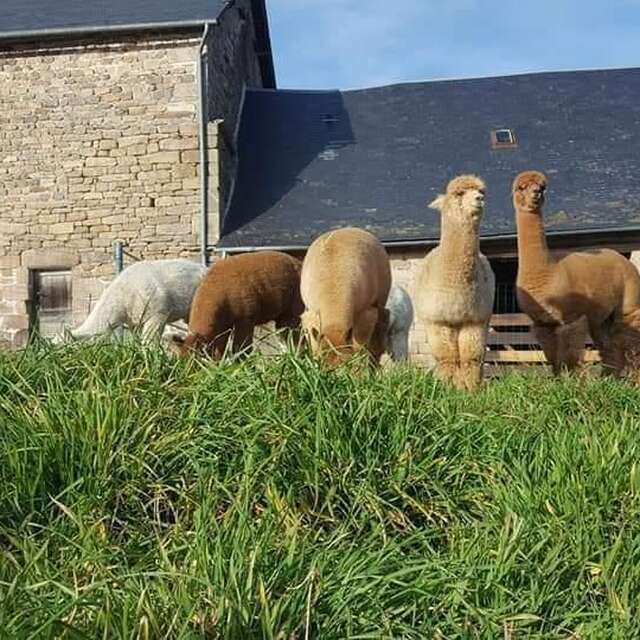 Gîte des alpagas