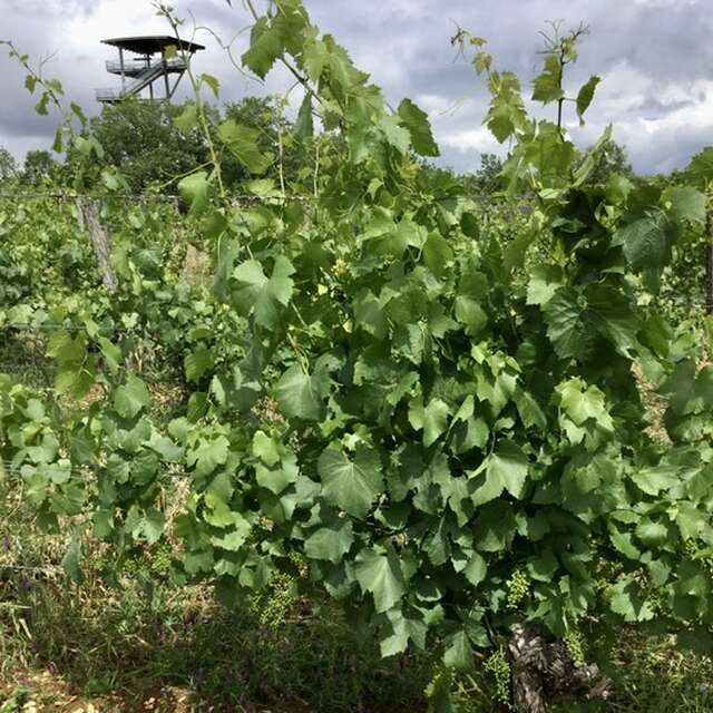 Domaine de Lasfargues