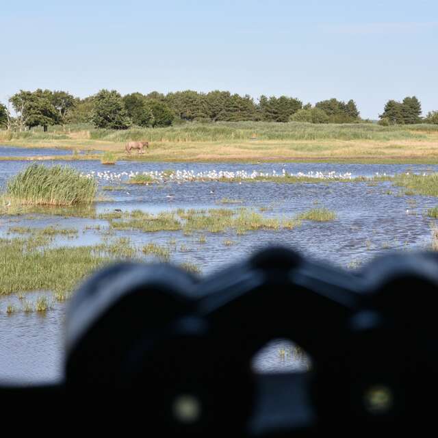 Samedi comptage à Terres d'Oiseaux