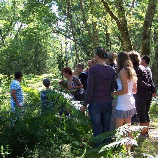 Promenade nature en forêt sur l'histoire et la gestion de la forêt Landaise