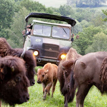 SCEA Elevage de bisons du palais