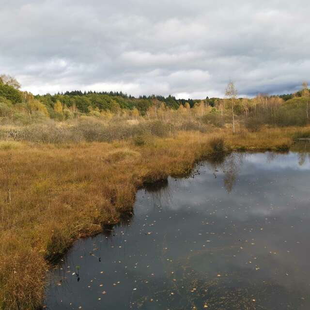 Sortie nature : Les Tourbières du Limousin et l'étang Bourdeau