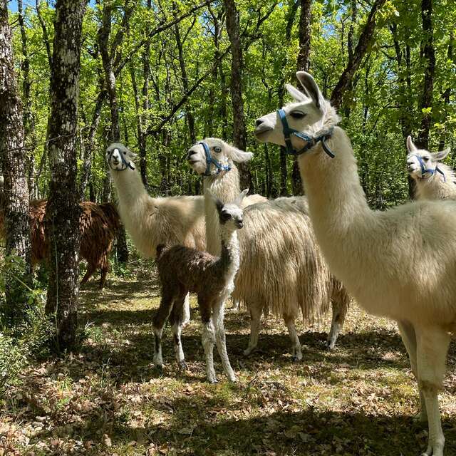 Les Lamas de Pechzen - Randonnée en autonomie avec un lama