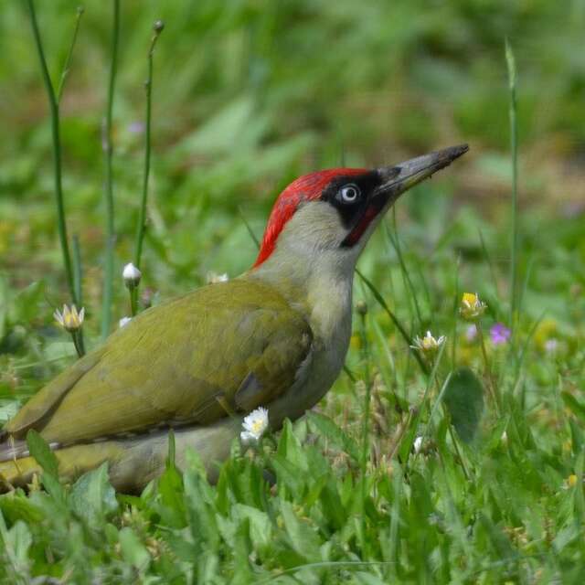 Les oiseaux du Parc Beaumont