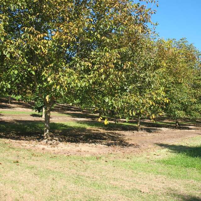 Les vergers du Moulin de Laborie : Huile de noix du Périgord