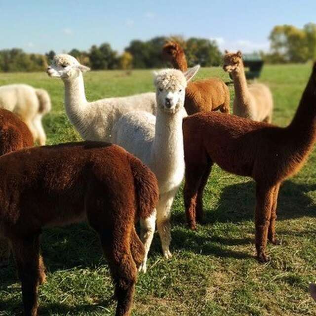 Animalaine : Alpagas de la Vallée du Lot