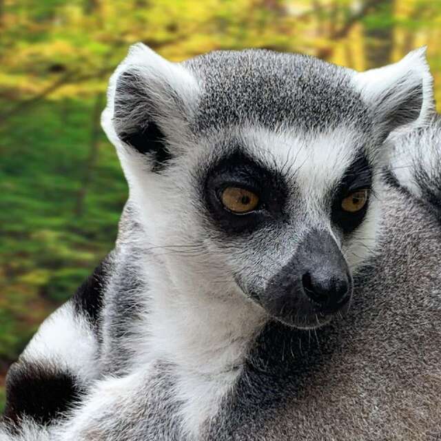 Zoo Refuge de Mescoules/Bergerac