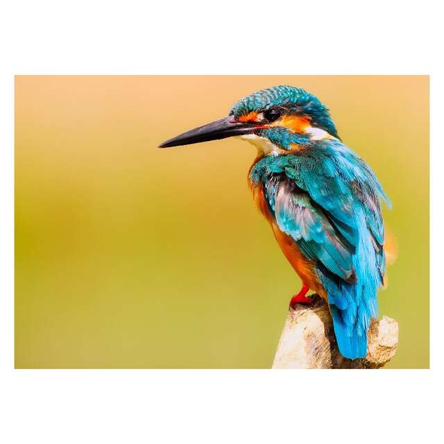 Sortie nature - Le Gave, rive des oiseaux