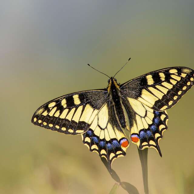 Sortie nature - Le jour des papillons