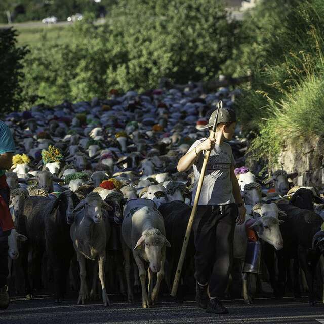 Transhumance de Sailhan