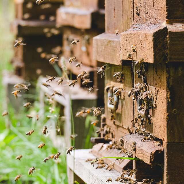 ABEILLES SANTE - BALLOT-FLURIN