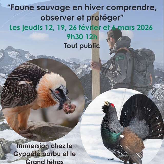 Balade hivernale "Faune sauvage en hiver" focus Gypaète barbu et Grand tétras