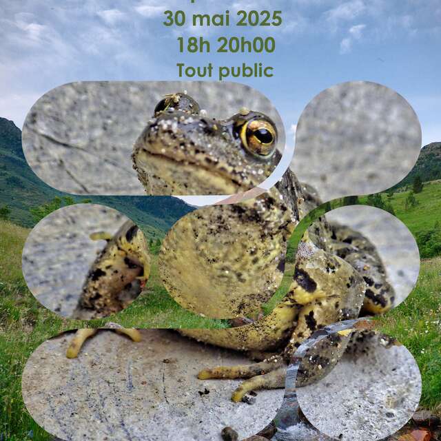 Atelier "FREQUENCE GRENOUILLE"