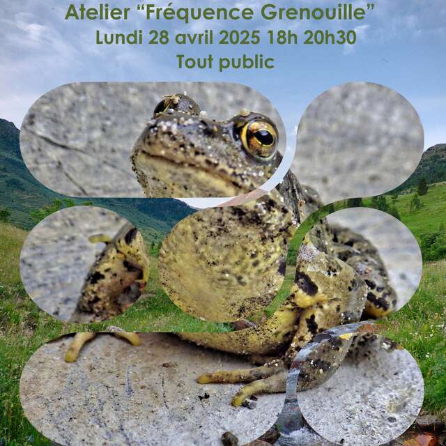 Atelier "Fréquence Grenouille"