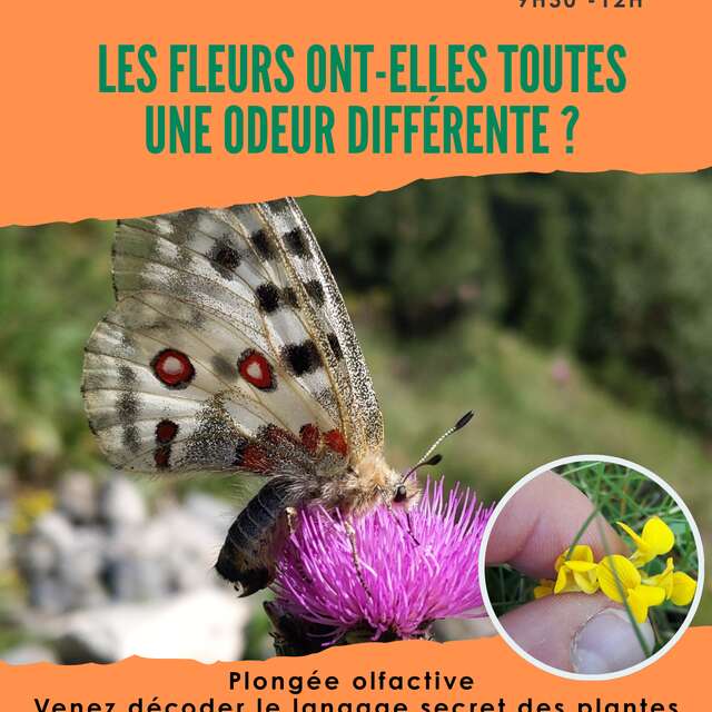 Les fleurs ont-elles toute une odeur différente?