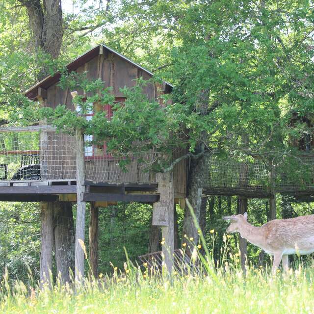 LE BALCON DES OISEAUX