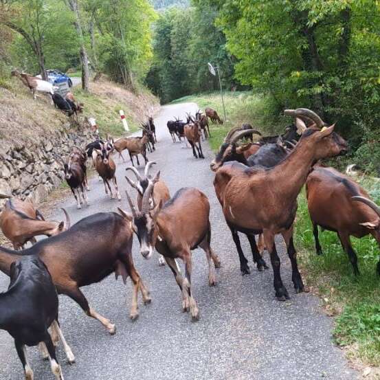 LA CHEVRERIE DE GOUAUX