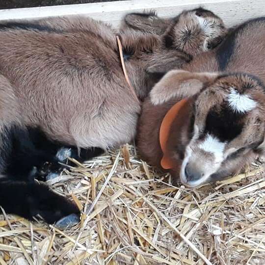 De Ferme en Ferme au Domaine de Peyroge