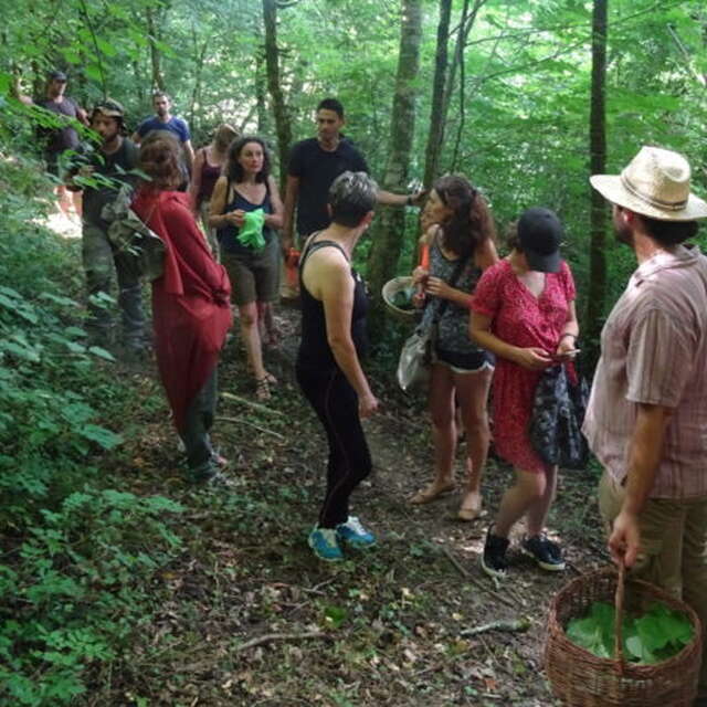 Récolter et cuisiner les plantes sauvages