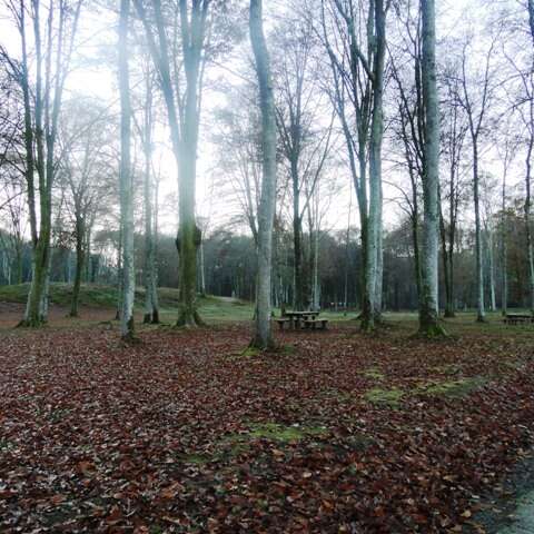 BOIS DE LOURDES OU FORET DE SUBERCARRERE