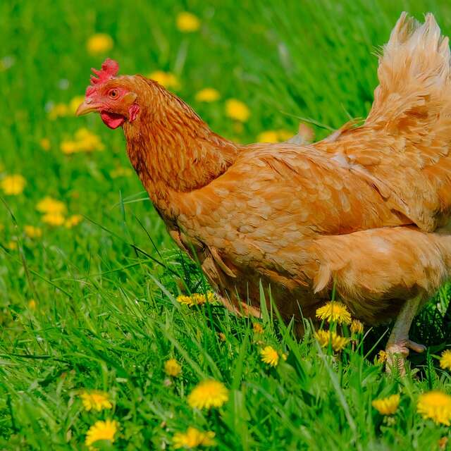 LA FERME DU TUCOULET