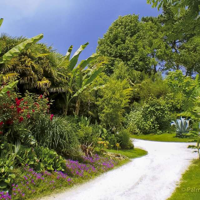 PALMERAIE DU SARTHOU