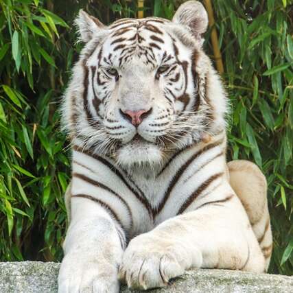 ZOO D'ASSON