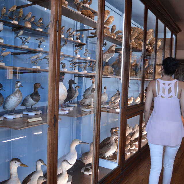 MUSEUM D'HISTOIRE NATURELLE