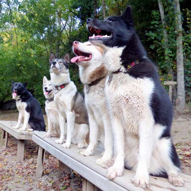 LE REPAIRE DES HUSKYS°