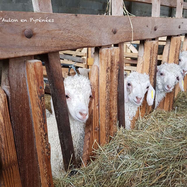 MOHAIR D'AULON