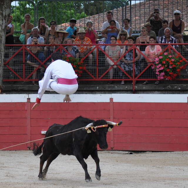 Course landaise