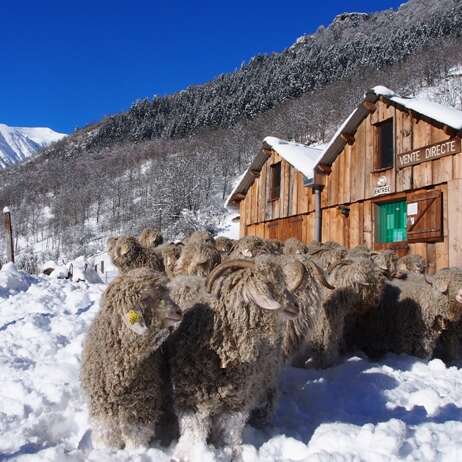 MOHAIR D'AULON
