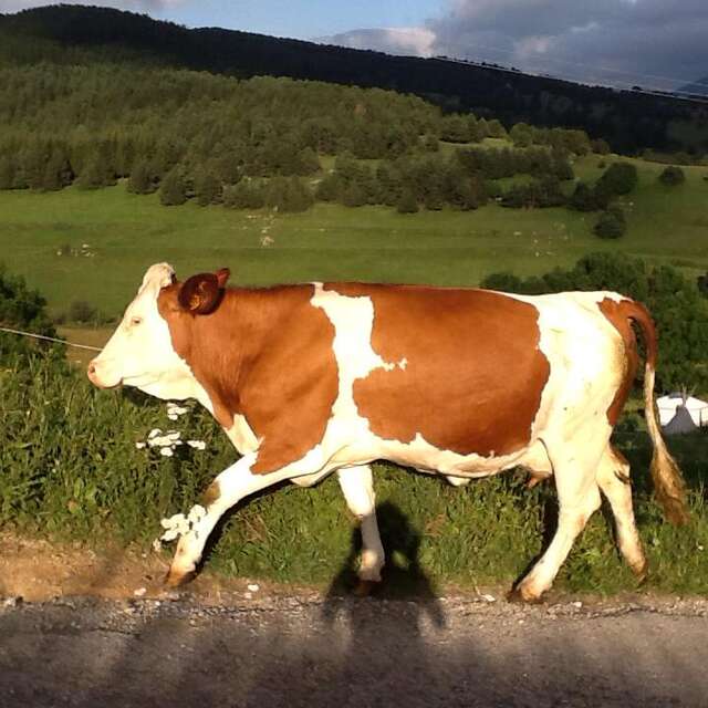 FERME PEDAGOGIQUE ET FROMAGERIE ARTISANALE LE RIALET