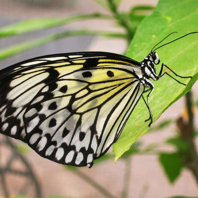 LE TROPIQUE DU PAPILLON