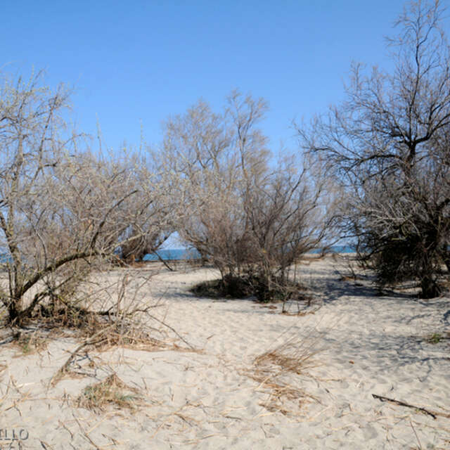 RESERVE NATURELLE NATIONALE DU MAS LARRIEU