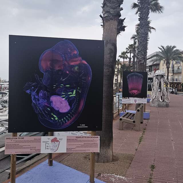 EXPOSITION EN PLEIN AIR - SKELETTON