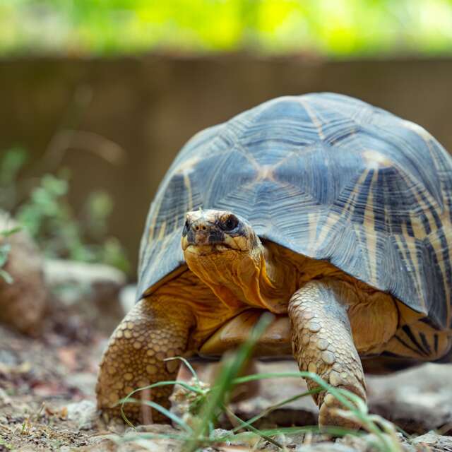 LA VALLEE DES TORTUES