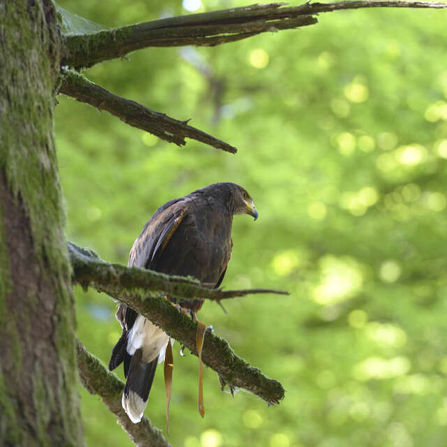 A tire d'ailes : randonnée avec des rapaces en liberté à Bibracte