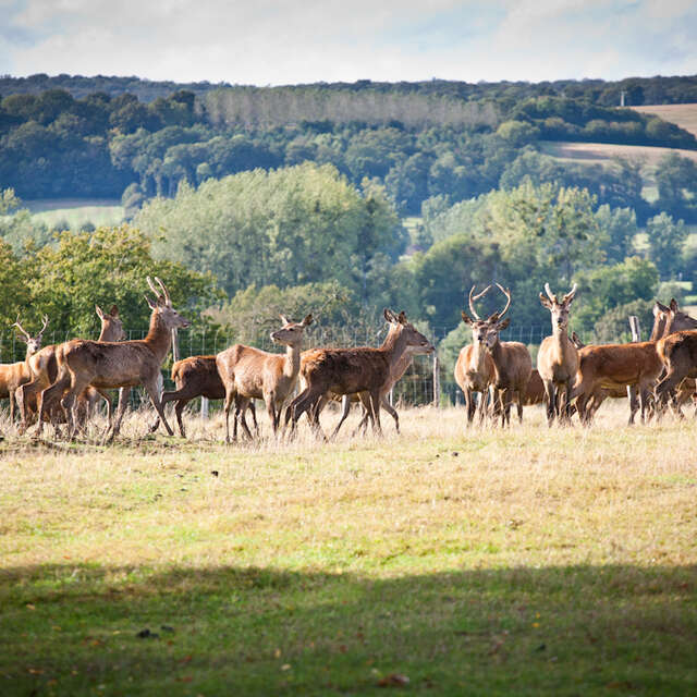 Le brame du cerf